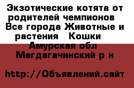  Экзотические котята от родителей чемпионов - Все города Животные и растения » Кошки   . Амурская обл.,Магдагачинский р-н